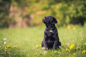 拉布拉多猎犬,野外,草地,花,小狗的图片