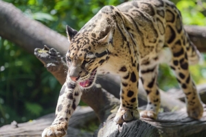 云豹 豹子 捕食者 大猫 动物 日志 4k壁纸 3840x2160