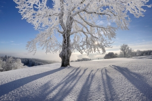 冬天,太阳,雪,自然,树木,风景图片