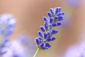 薰衣草 花 植物 微距 紫色 4k壁纸 3840x2160