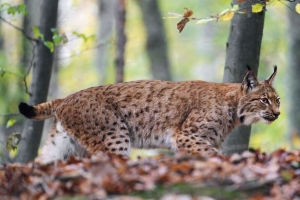 山猫 大猫 动物 捕食者 树叶 模糊 4k壁纸 3840x2160