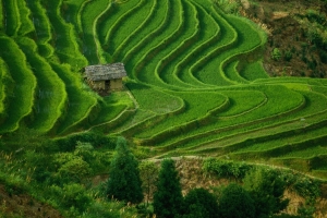 水稻田,梯田,草,树,房子,山里农村风光图片