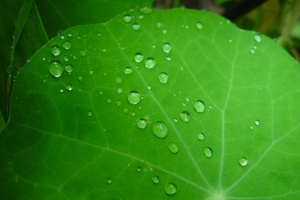 雨点 叶 金莲花 植物 绿色 纹理 特写 雨 露水 水 护眼图片