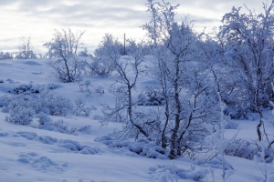 树 雪 冬天 雪地 4k壁纸 3840x2160