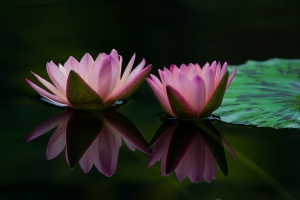 池塘,睡莲,莲花,叶子,图片