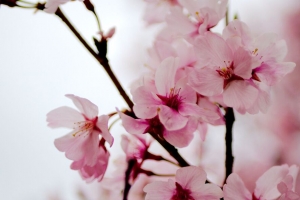 樱花 花朵 花瓣 春天 树枝 粉红色 4k壁纸 3840x2160