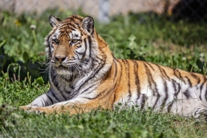 西伯利亚虎 老虎 捕食者 大猫 草 4k壁纸 3840x2160