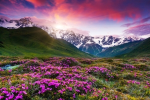 山脉山峰山顶鲜花风景图片