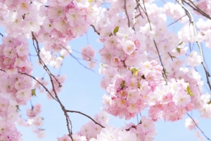 漂亮的日本樱花树背景