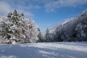 云杉 树木 雪 景观 冬季 4k壁纸 3840x2160