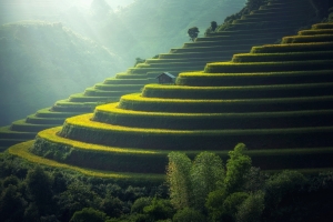 山坡水稻田风光图片