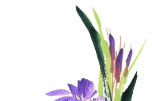 彩墨国画花草