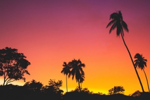 棕榈树 日落 剪影 热带 天空 4k壁纸 3840x2160