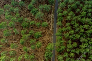 森林 树木 道路 鸟瞰图 自然 4k壁纸 3840x2160