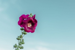 锦葵 花 紫色 天空 4k壁纸 3840x2160