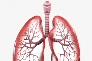 肺部 肺 人肺 肺片
