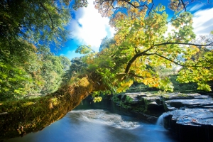 树叶 河流 小溪 树木 灌木 苔藓 自然风景4k壁纸