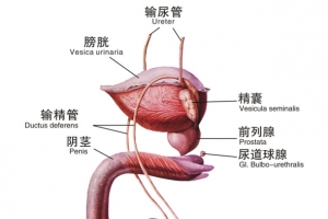 男性生殖器结构图素材