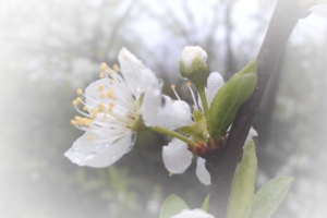 春天 草地 桃花 梨花 渐变透明 元素1