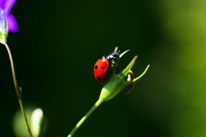 瓢虫 昆虫 红色 宏 特写 4k壁纸 3840x2160