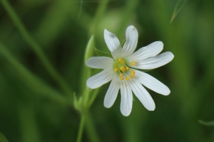 星 花 花瓣 模糊 植物 4k壁纸 3840x2160