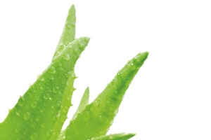 创意质感娇艳欲滴的芦荟植物