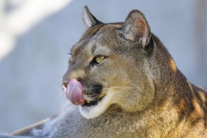 美洲狮 突出的舌头 动物 捕食者 大猫 4k壁纸 3840x2160