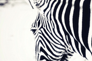 斑马 头 条纹 动物 黑白 4k壁纸 3840x2160