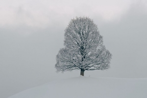 树 雪 冬天 自然 白色 4k壁纸 3840x2160