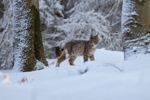 山猫 动物 大猫 雪 冬天 野生动物 4k壁纸 3840x2160