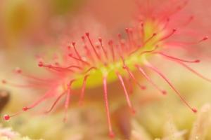  drosera 宏 植物 模糊 4k壁纸 3840x2160