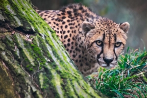 猎豹 大猫 野生动物 捕食者 草 4k壁纸 3840x2160