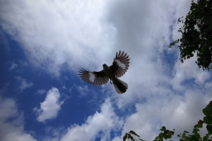 知更鸟 鸟 翅膀 飞行 天空 4k壁纸 3840x2160