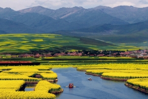 油菜花田唯美海报背景