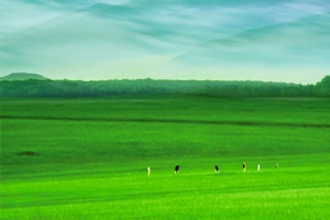 大草原清新背景banner