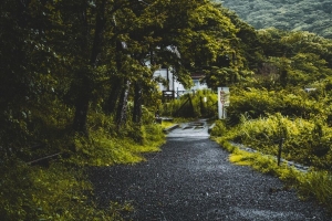 道路 树木 森林 雾 4k壁纸 3840x2160