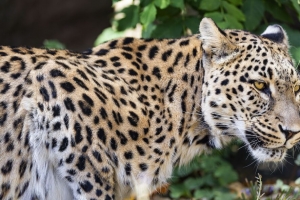 豹子 大猫 捕食者 动物 模糊 树叶 4k壁纸 3840x2160