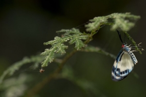 蝴蝶 昆虫 蓝色 植物 宏观 4k壁纸 3840x2160