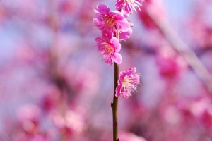 梅花 花朵 春天 花瓣 粉红色 4k壁纸 3840x2160