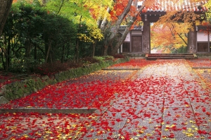 红色枫叶铺满庭院