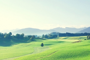 绿色草原背景