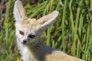  fennec狐狸 可爱 草 4k壁纸 3840x2160