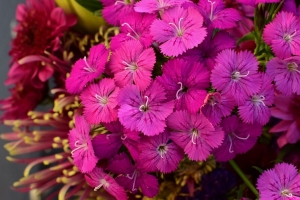  dianthus barbatus barbatus、花朵、花瓣、粉色壁纸、背景4k 3840x2160