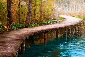 木头桥 树木 自然河道风景图片