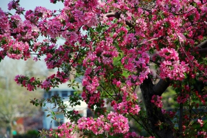 春天苹果树粉红色的花高清图片