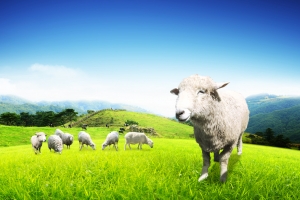 绿色自然绵羊背景