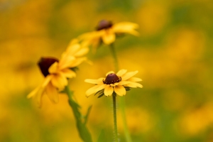  rudbeckia 花 花瓣 微距 黄色 4k壁纸 3840x2160