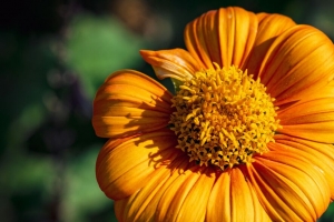  tithonia 花 花瓣 黄色 宏观 4k壁纸 3840x2160