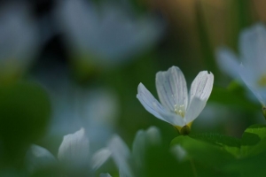 草 花 白色 宏观 4k壁纸 3840x2160