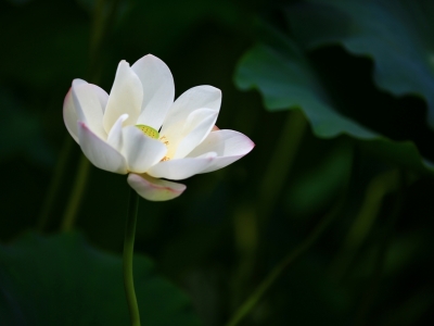 莲花高清壁纸 莲花4k壁纸 墨鱼部落格